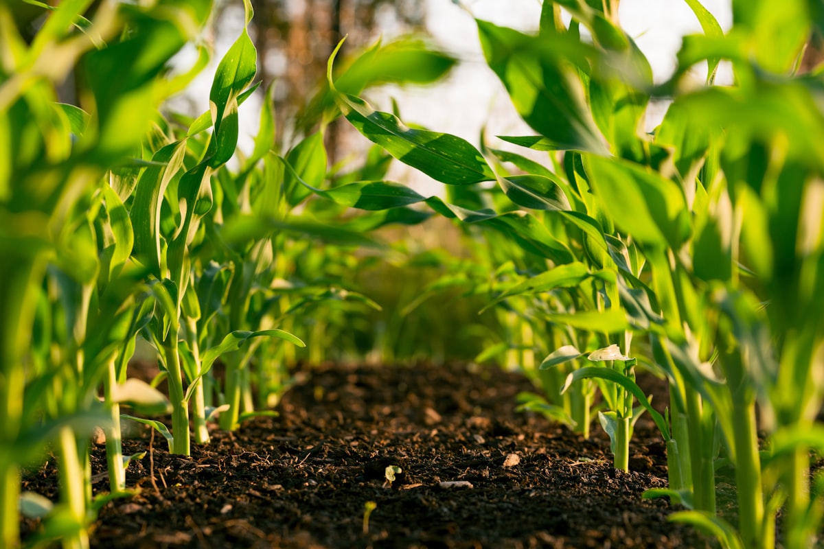 Agriculture Machinery